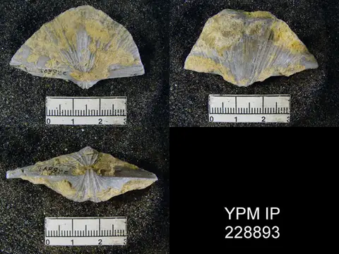 Dokumentasi YPM IP 228893 dengan identifikasi pada sumber Neospirifer latus. Isi dan label gambar dipertahankan.