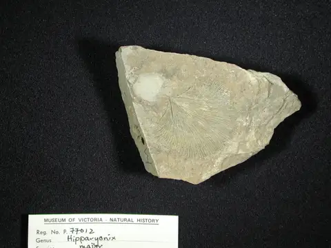 Dokumentasi P 77012 dengan identifikasi pada sumber Hipparionyx major. Isi dan label gambar dipertahankan.