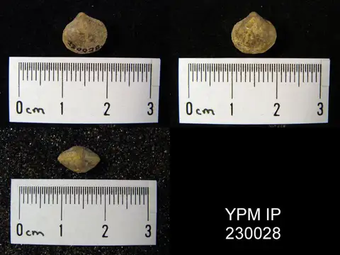 Dokumentasi YPM IP 230028 dengan identifikasi pada sumber Cleiothyridina orbicularis. Isi dan label gambar dipertahankan.