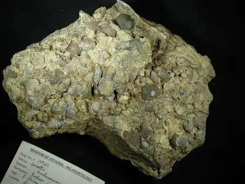 Dokumentasi P 149601 dengan identifikasi pada sumber Spinella buchanensis. Isi dan label gambar dipertahankan.