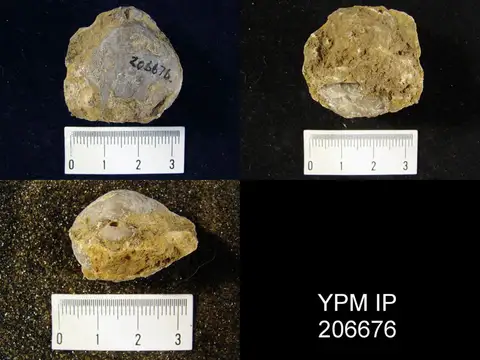 Dokumentasi YPM IP 206676 dengan identifikasi pada sumber Composita ovata. Isi dan label gambar dipertahankan.