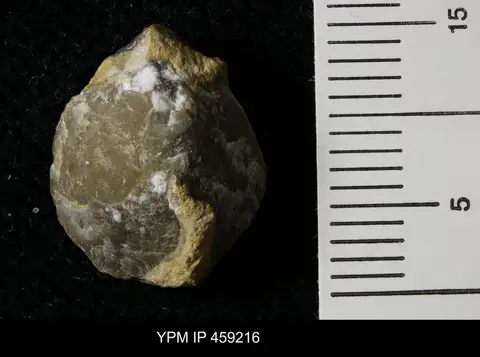 Dokumentasi YPM IP 459216 dengan identifikasi pada sumber Composita elongata. Isi dan label gambar dipertahankan.
