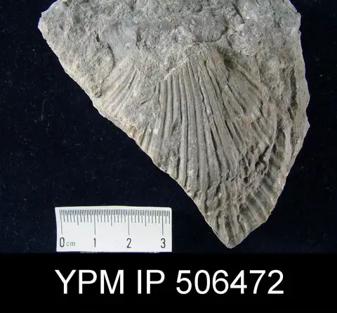Dokumentasi YPM IP 506472 dengan identifikasi pada sumber Fasciculiconcha knighti. Isi dan label gambar dipertahankan.