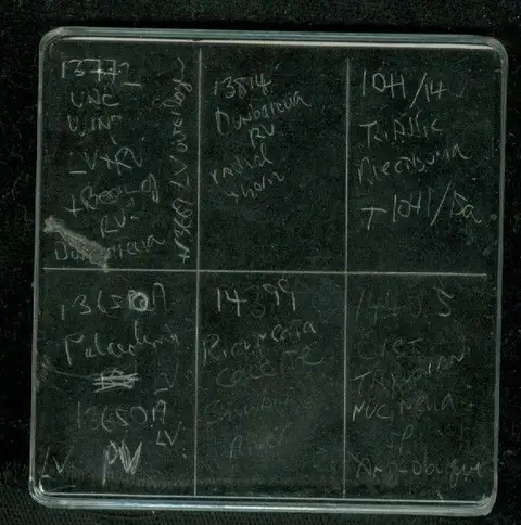 Dokumentasi YPM IP 526714 dengan identifikasi pada sumber Palaeolima retifera. Isi dan label gambar dipertahankan.