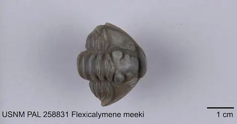 Dokumentasi USNM PAL258831 dengan identifikasi pada sumber Flexicalymene meeki. Isi dan label gambar dipertahankan.