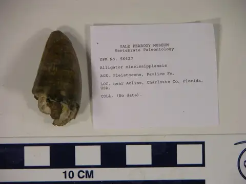 Dokumentasi YPM VP 056627 dengan identifikasi pada sumber Alligator mississippiensis. Isi dan label gambar dipertahankan.