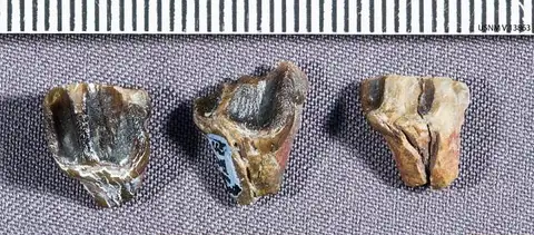 Dokumentasi USNM V13863 dengan identifikasi pada sumber Cerasinops hodgskissi. Isi dan label gambar dipertahankan.