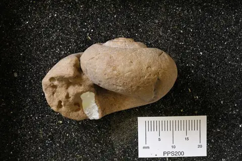 Dokumentasi YPM IP 255119 dengan identifikasi pada sumber Lanistes (Lanistes) sodaensis. Isi dan label gambar dipertahankan.