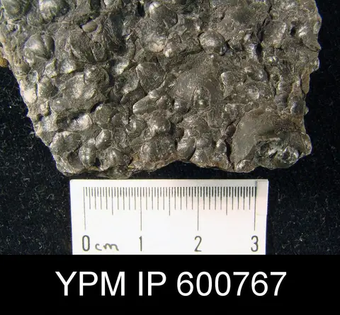 Dokumentasi YPM IP 600767 dengan identifikasi pada sumber Ambocoelia umbonata. Isi dan label gambar dipertahankan.