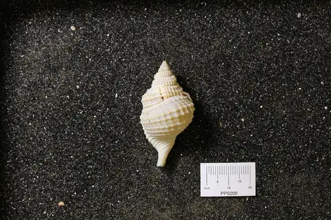 Dokumentasi YPM IP 023632 dengan identifikasi pada sumber Distorsio clathrata. Isi dan label gambar dipertahankan.