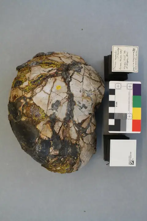Dokumentasi PI C 93754 dengan identifikasi pada sumber Cimomia imperialis. Isi dan label gambar dipertahankan.
