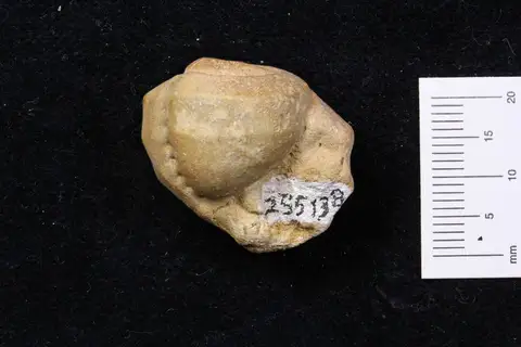 Dokumentasi YPM IP 255138 dengan identifikasi pada sumber Cassidaria cheops. Isi dan label gambar dipertahankan.