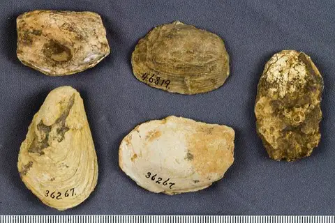 Dokumentasi USNM PAL36267 dengan identifikasi pada sumber Modiomorpha concentrica. Isi dan label gambar dipertahankan.