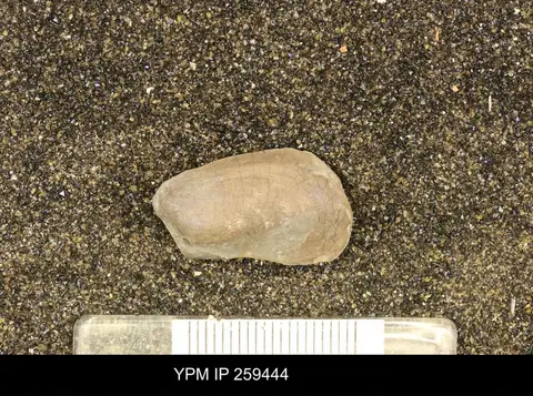 Dokumentasi YPM IP 259444 dengan identifikasi pada sumber Dceruska primula. Isi dan label gambar dipertahankan.