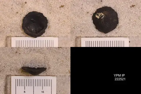 Dokumentasi YPM IP 222521 dengan identifikasi pada sumber Nucularca cingulata. Isi dan label gambar dipertahankan.