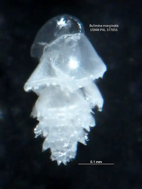 Dokumentasi USNM PAL377056 dengan identifikasi pada sumber Bulimina marginata. Isi dan label gambar dipertahankan.