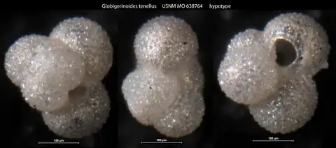Dokumentasi USNM MO638764 dengan identifikasi pada sumber Globigerinoides tenellus. Isi dan label gambar dipertahankan.