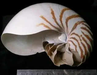 Dokumentasi YPM IP 204155 dengan identifikasi pada sumber Nautilus pompilius. Isi dan label gambar dipertahankan.