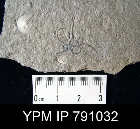 Dokumentasi YPM IP 791032 dengan identifikasi pada sumber Ophiura graysonensis. Isi dan label gambar dipertahankan.