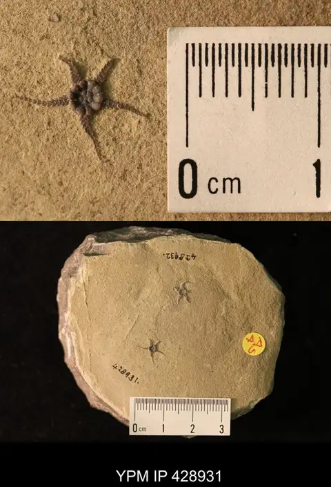 Dokumentasi YPM IP 428931 dengan identifikasi pada sumber Aspiduriella scutellata. Isi dan label gambar dipertahankan.