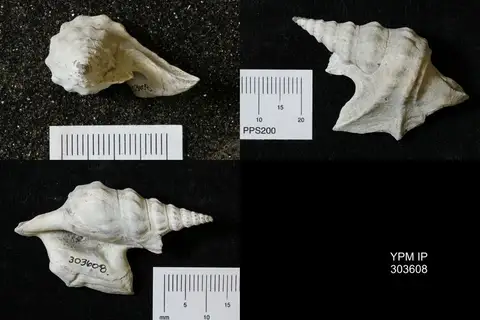 Dokumentasi YPM IP 303608 dengan identifikasi pada sumber Aporrhais pespelecani. Isi dan label gambar dipertahankan.