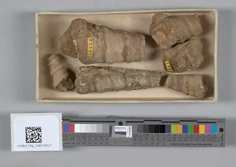 Dokumentasi USNM PAL639027 dengan identifikasi pada sumber Turritella ocoyana. Isi dan label gambar dipertahankan.