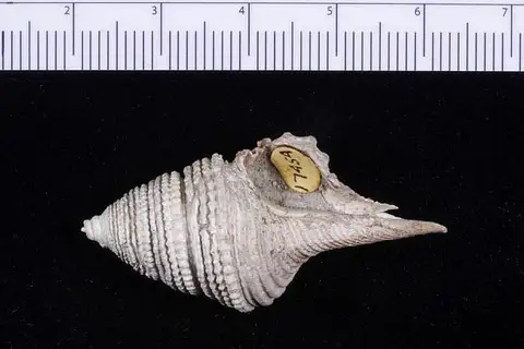 Dokumentasi USNM MO562851 dengan identifikasi pada sumber Pinguigemmula okinavensis. Isi dan label gambar dipertahankan.