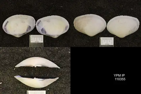 Dokumentasi YPM IP 110355 dengan identifikasi pada sumber Asaphis deflorata. Isi dan label gambar dipertahankan.