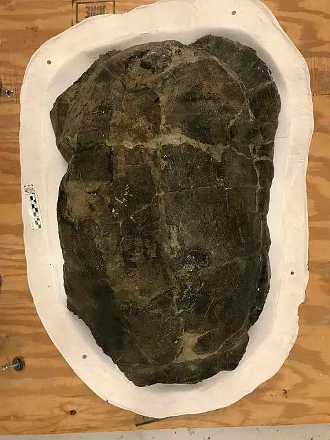 Dokumentasi USNM V2186 dengan identifikasi pada sumber Hadrianus octonarius. Isi dan label gambar dipertahankan.