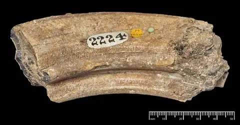 Dokumentasi PV M 16562 dengan identifikasi pada sumber Toxodon platensis. Isi dan label gambar dipertahankan.