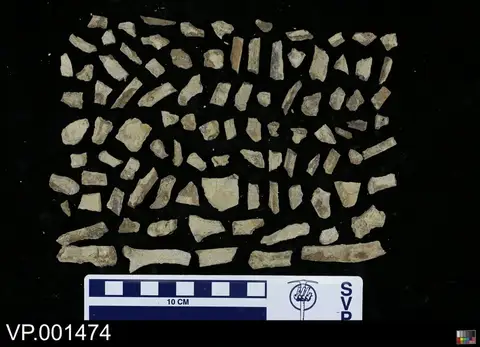 Dokumentasi YPM VP 001474 dengan identifikasi pada sumber Hesperornis crassipes. Isi dan label gambar dipertahankan.