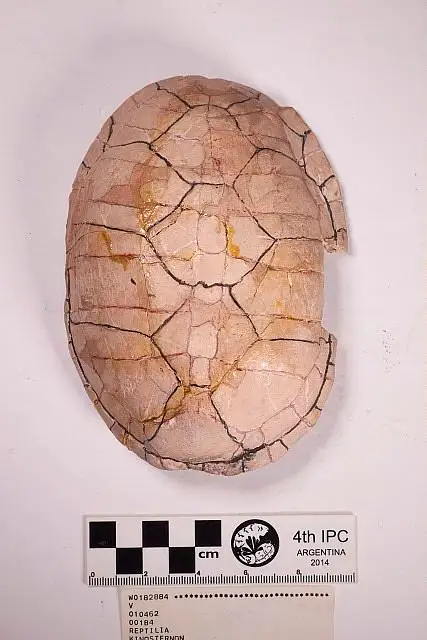 Dokumentasi USNM V10462 dengan identifikasi pada sumber Kinosternon arizonense. Isi dan label gambar dipertahankan.