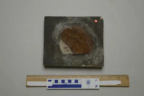 Dokumentasi YPM VP 000796 dengan identifikasi pada sumber Cephalerpeton ventriarmatum. Isi dan label gambar dipertahankan.