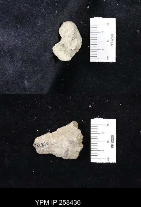 Dokumentasi YPM IP 258436 dengan identifikasi pada sumber Margarosmilia confluens. Isi dan label gambar dipertahankan.