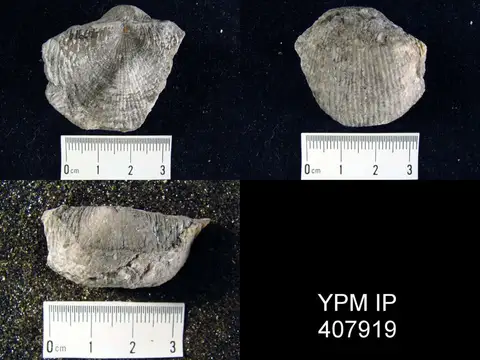 Dokumentasi YPM IP 407919 dengan identifikasi pada sumber Dictyoclostus semireticulatus. Isi dan label gambar dipertahankan.