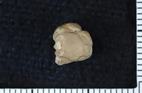 Dokumentasi USNM S1947 dengan identifikasi pada sumber Pisocrinus campana. Isi dan label gambar dipertahankan.