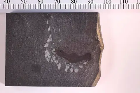 Dokumentasi USNM PAL57644 dengan identifikasi pada sumber Waptia fieldensis. Isi dan label gambar dipertahankan.