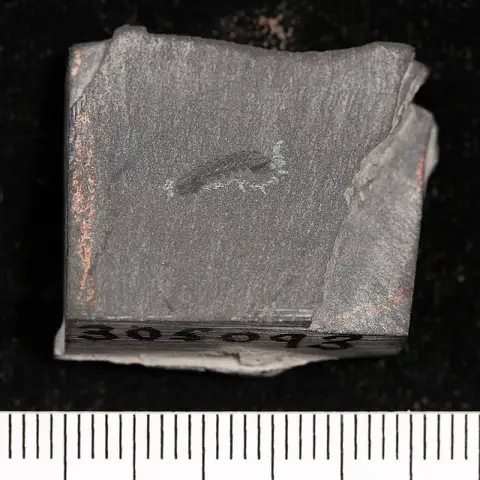 Dokumentasi USNM PAL305093 dengan identifikasi pada sumber Mollisonia symmetrica. Isi dan label gambar dipertahankan.