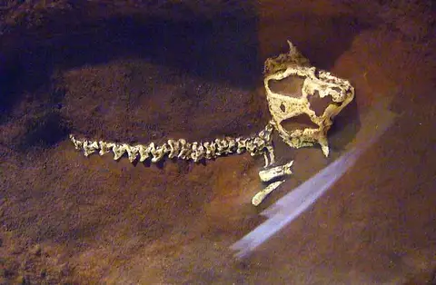 Dokumentasi USNM V11643 dengan identifikasi pada sumber Hypsognathus fenneri. Isi dan label gambar dipertahankan.