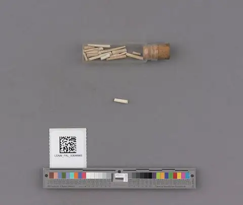 Dokumentasi USNM PAL646665 dengan identifikasi pada sumber Dentalium microstria. Isi dan label gambar dipertahankan.