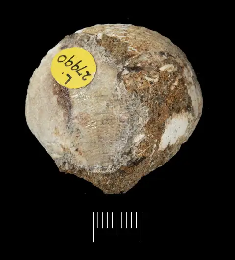 Dokumentasi PI L 27990 dengan identifikasi pada sumber Glycymeris colchaguensis. Isi dan label gambar dipertahankan.