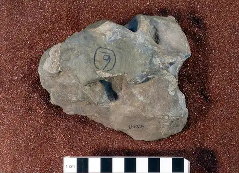 Dokumentasi USNM PAL412443 dengan identifikasi pada sumber Lystrosaurus murrayi. Isi dan label gambar dipertahankan.
