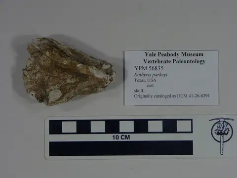 Dokumentasi YPM VP 056835 dengan identifikasi pada sumber Eothyris parkeyi. Isi dan label gambar dipertahankan.