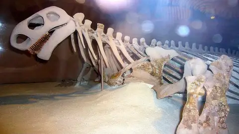 Dokumentasi USNM V21317 dengan identifikasi pada sumber Cotylorhynchus romeri. Isi dan label gambar dipertahankan.