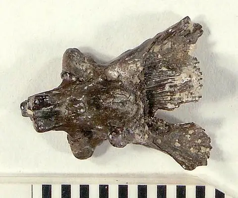 Dokumentasi USNM V21859 dengan identifikasi pada sumber Mycterosaurus longiceps. Isi dan label gambar dipertahankan.