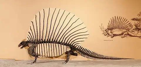 Dokumentasi USNM V16647 dengan identifikasi pada sumber Edaphosaurus boanerges. Isi dan label gambar dipertahankan.