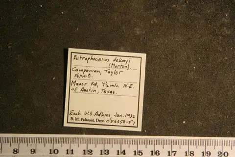 Dokumentasi PI C 56356 dengan identifikasi pada sumber Eutrephoceras dekayi. Isi dan label gambar dipertahankan.