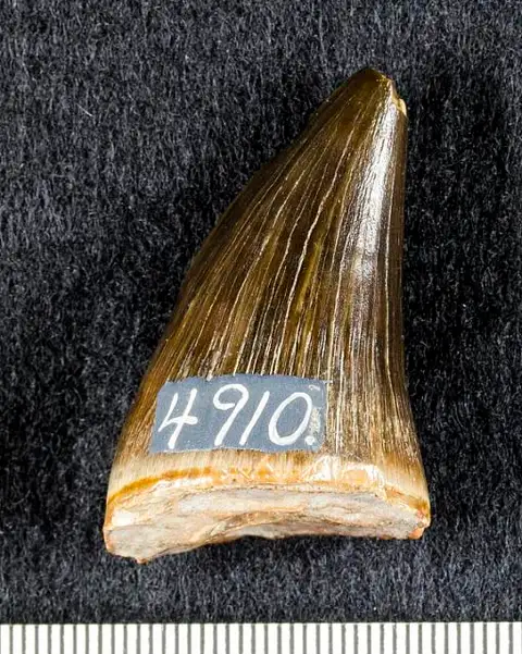 Dokumentasi USNM V4910 dengan identifikasi pada sumber Mosasaurus missouriensis. Isi dan label gambar dipertahankan.