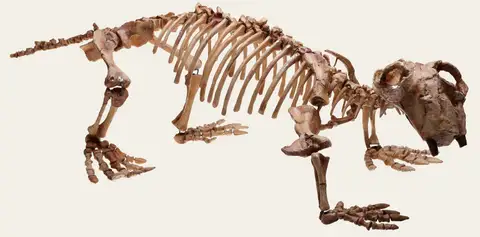 Dokumentasi P 206998 dengan identifikasi pada sumber Lystrosaurus georgi. Isi dan label gambar dipertahankan.