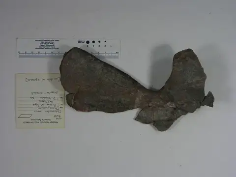 Dokumentasi YPM VP 009633 dengan identifikasi pada sumber Ophiacodon mirus. Isi dan label gambar dipertahankan.